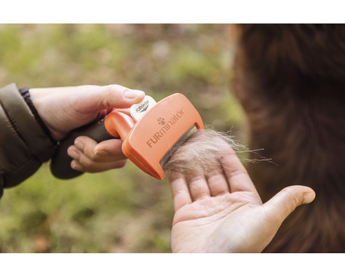 Brosse d''épilation pour chiens et chats avec poils de chien dans la main