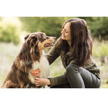 Femme brosse un chien avec une brosse de toilettage