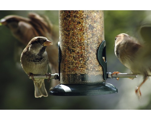 Spatzen an einem mit Vogelfutter gefüllten Futterspender