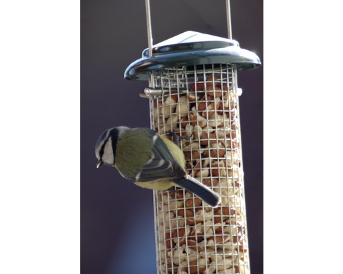 Mésange bleue sur une mangeoire à oiseaux remplie de noix.