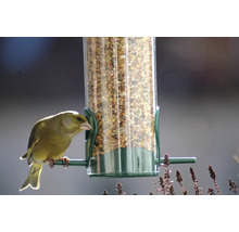 Verdier d''Europe sur une mangeoire à oiseaux avec des graines pour oiseaux