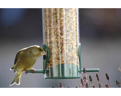 Verdier d''Europe sur une mangeoire à oiseaux avec des graines pour oiseaux