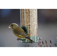Verdier d''Europe sur une mangeoire à oiseaux avec un mélange de nourriture