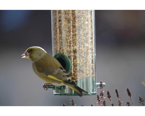 Verdier d''Europe sur une mangeoire à oiseaux avec un mélange de nourriture