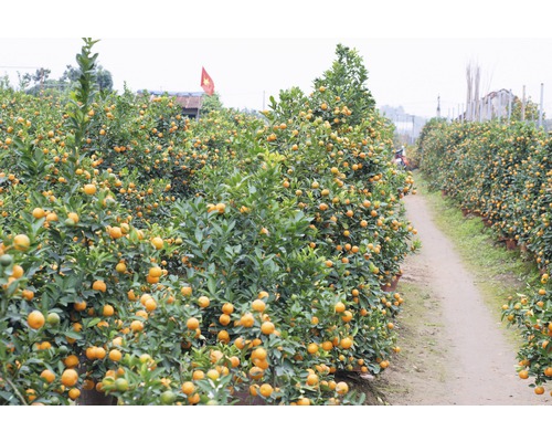 Rangée de mandariniers dans un champ