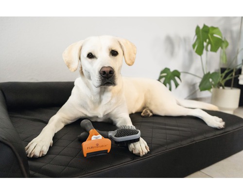 Labrador clair allongé sur un lit pour chien avec une brosse à poils et un peigne à poils