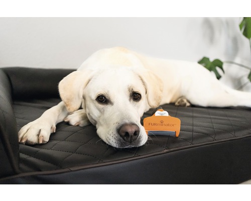 Labrador allongé à côté d''une brosse pour animaux sur un lit pour chien