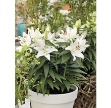 Lys blancs dans un pot de fleurs