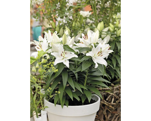 Lys blancs dans un pot de fleurs