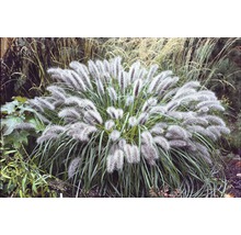 Dekoratives Ziergras im Garten