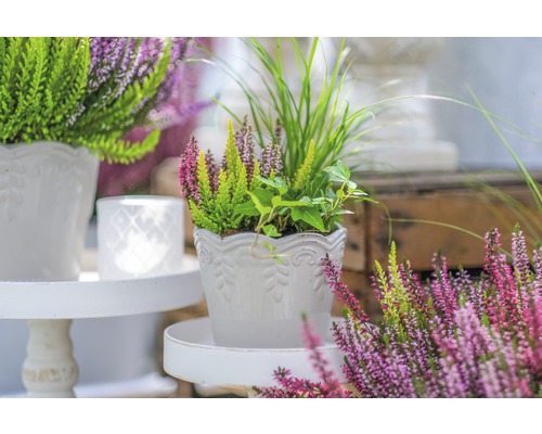 Arrangement de bruyère et d''herbes ornementales dans un pot de fleurs blanc