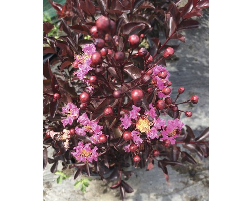 Kreppmyrte mit dunklem Laub und Blüten