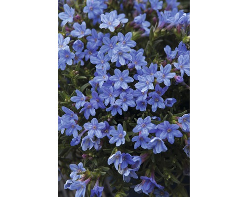 Nahaufnahme von blauen Glandularia-Blüten