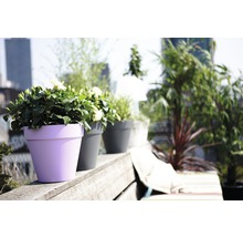 Fleurs et plantes en pot sur une terrasse