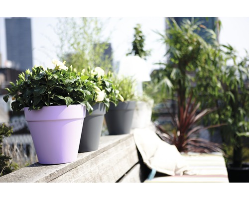 Fleurs et plantes en pot sur une terrasse