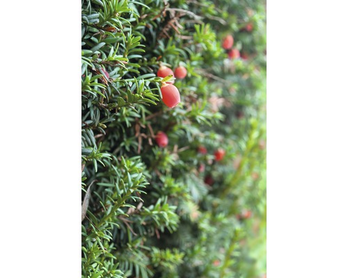 If femelle arbustif FloraSelf Taxus media 'Hicksii' H 50-60 cm ClickCo