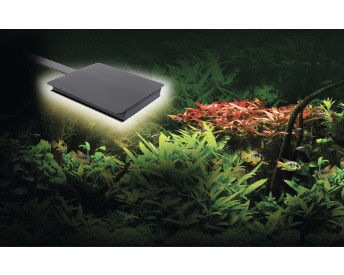 Zone d''aquarium éclairée avec poissons et plantes aquatiques