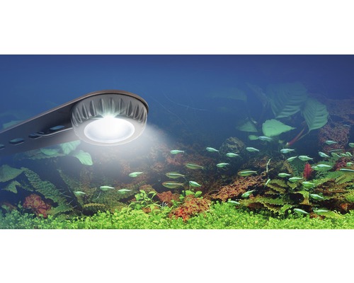 Lampe d''aquarium au-dessus d''un aquarium avec des poissons et des plantes