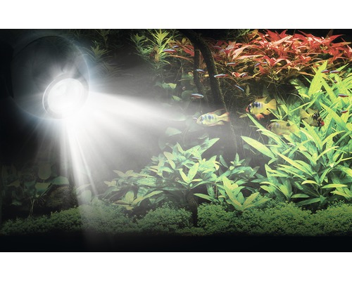 Éclairage d''aquarium avec poissons et plantes dans l''aquarium