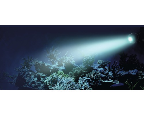 Aquarium avec coraux éclairé par une lampe d''aquarium