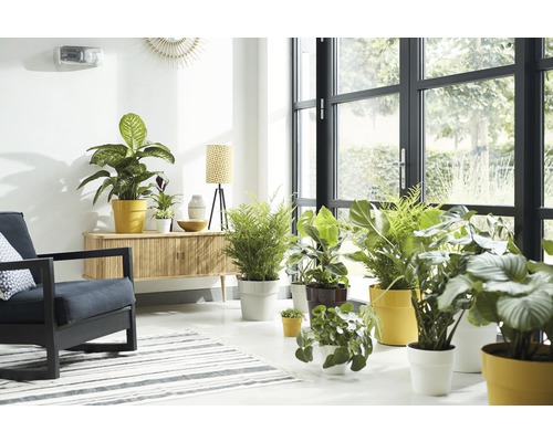 Salon lumineux avec plantes d''intérieur, fauteuil et commode