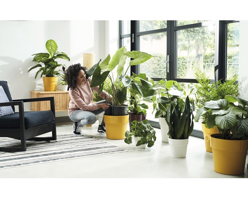 Salon lumineux avec des plantes d''intérieur dans des cache-pots et une femme prenant soin d''une plante.