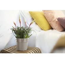 Plante Guzmania en pot sur une table d''appoint à côté d''un lit avec des coussins