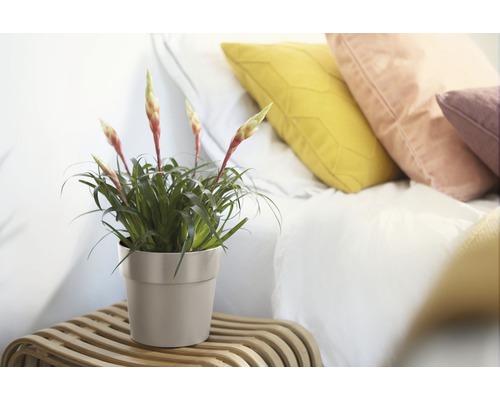 Plante Guzmania en pot sur une table d''appoint à côté d''un lit avec des coussins