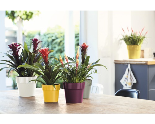 Diverses broméliacées en pot sur une table dans une pièce lumineuse