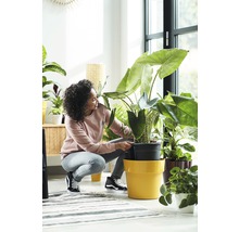 Une femme plante une plante d''intérieur dans un pot de fleurs dans une pièce lumineuse.
