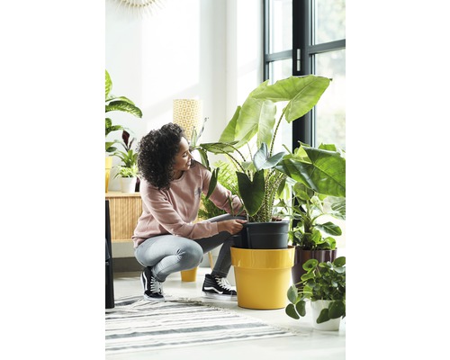 Une femme plante une plante d''intérieur dans un pot de fleurs dans une pièce lumineuse.