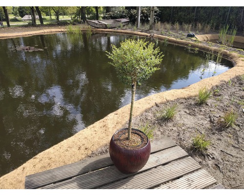 Troène du Yunnan arbuste FloraSelf Ligustrum delavayanum hauteur de tige 50 cm Co 3 l