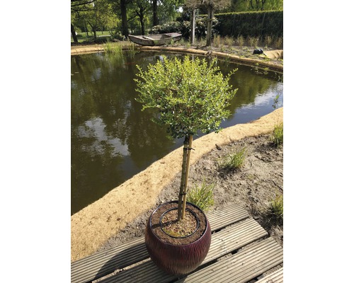 Buis boule en pot sur une terrasse en bois, avec un étang en arrière-plan