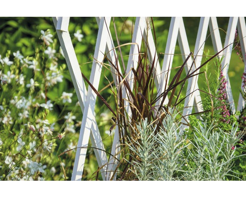 Nahaufnahme von Pflanzen vor einem weißen Rankgitter im Garten.