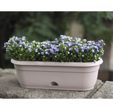 Jardinière avec fleurs violettes
