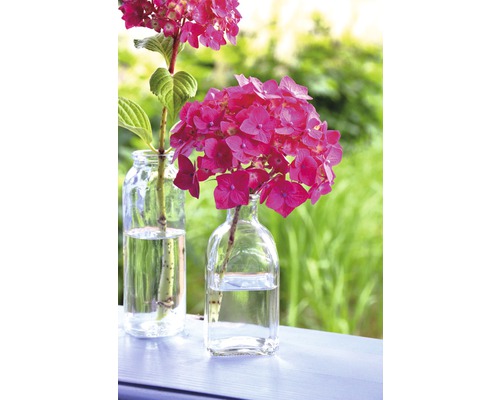 Zwei Glasvasen mit Hortensienblüten