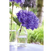 Hortensia Endless Summer® lilas Hydrangea macrophylla 'Summer Love' h 20-35 cm Co 5 L hortensia boule à floraison fréquente-thumb-1
