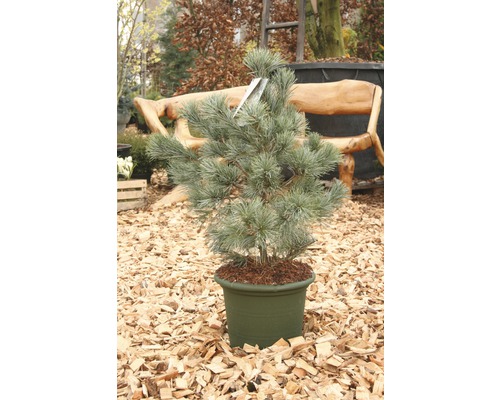 Kiefer im Topf für den Aussenbereich