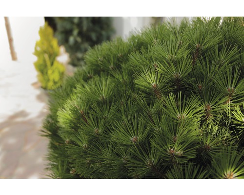 Gros plan d''un pin nain dans le jardin.