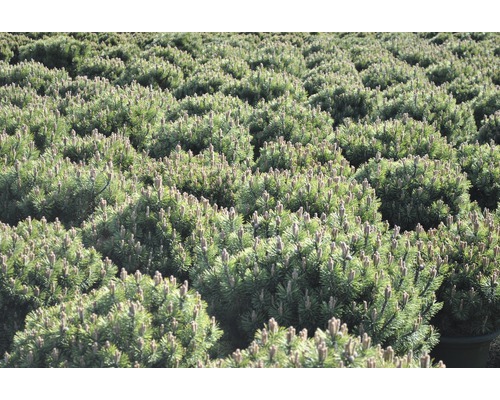 Nombreux petits pins de montagne dans le champ