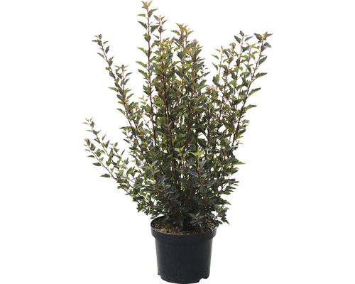 Pfeifenstrauch en pot