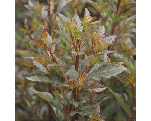 Physocarpe FloraSelf Physocarpus opulifolius 'Little Devil' H 40-50 cm Co 4 L Physocarpe à feuilles