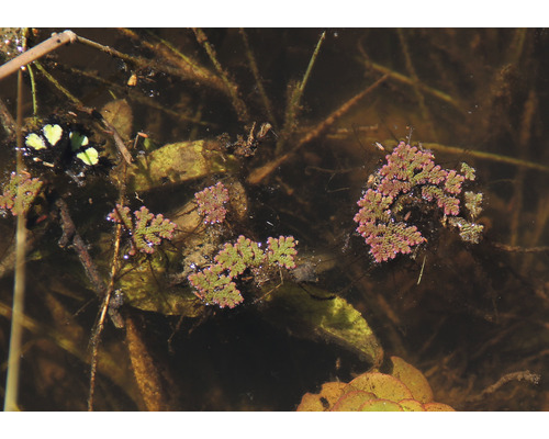 Plantes Azolla filiculoides flottant dans l''étang