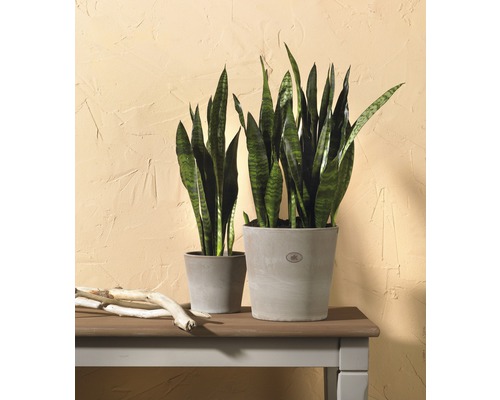 Deux plantes Sansevieria en pots sur une table
