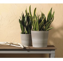 Zwei Sansevieria Pflanzen in Töpfen auf einem Tisch