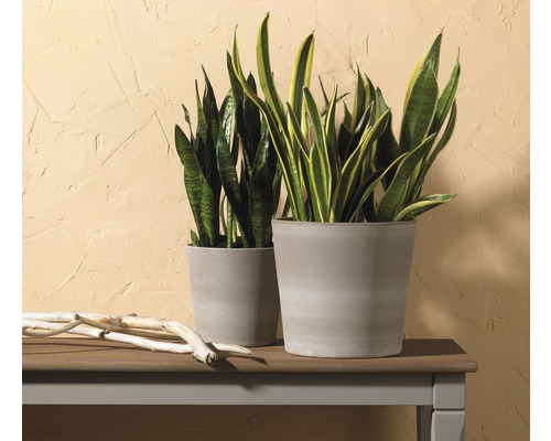Deux plantes Sansevieria en pot sur une table