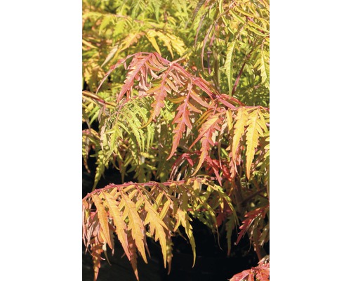 Sumac vinaigrier 'Tiger Eyes' FloraSelf Rhus typhina 'Tiger Eyes' H 80-100 cm Co 15 L