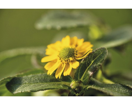 Fleur de mélampyre des champs jaune avec feuilles vertes
