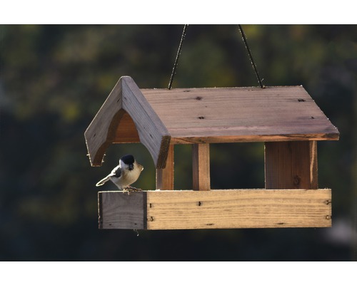 Hölzernes Vogelhaus mit hängender Aufhängung und einer Sumpfmeise