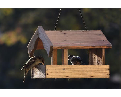 Holzvogelhaus mit zwei Vögeln